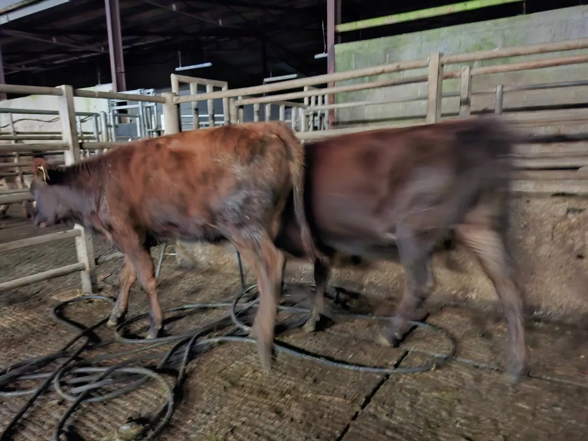 Angus  Heifers  Organic - Image 2