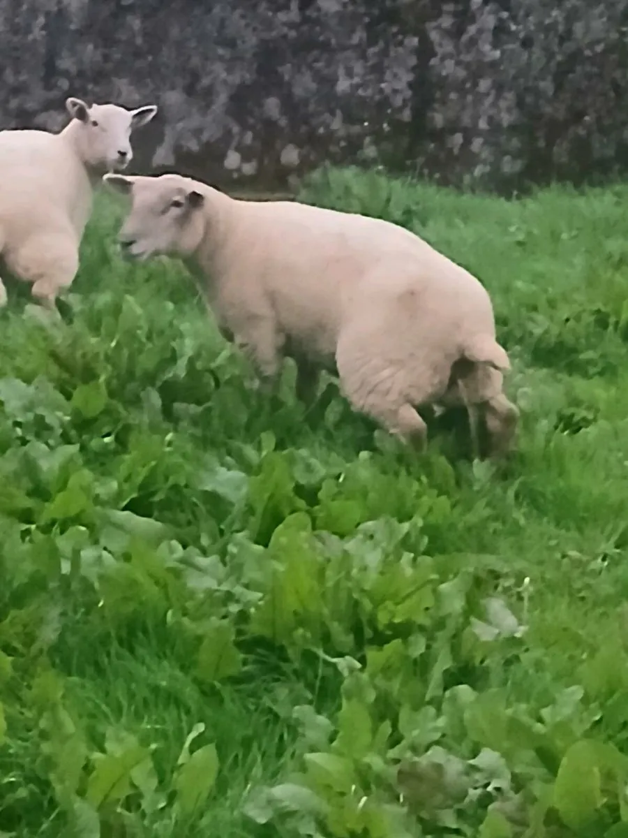 HOGGETS FOR SALE - Image 1