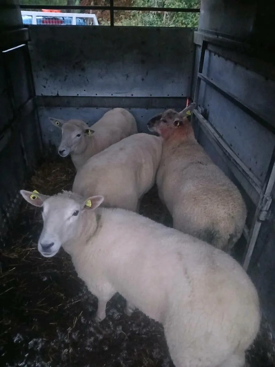 HOGGETS FOR SALE - Image 2