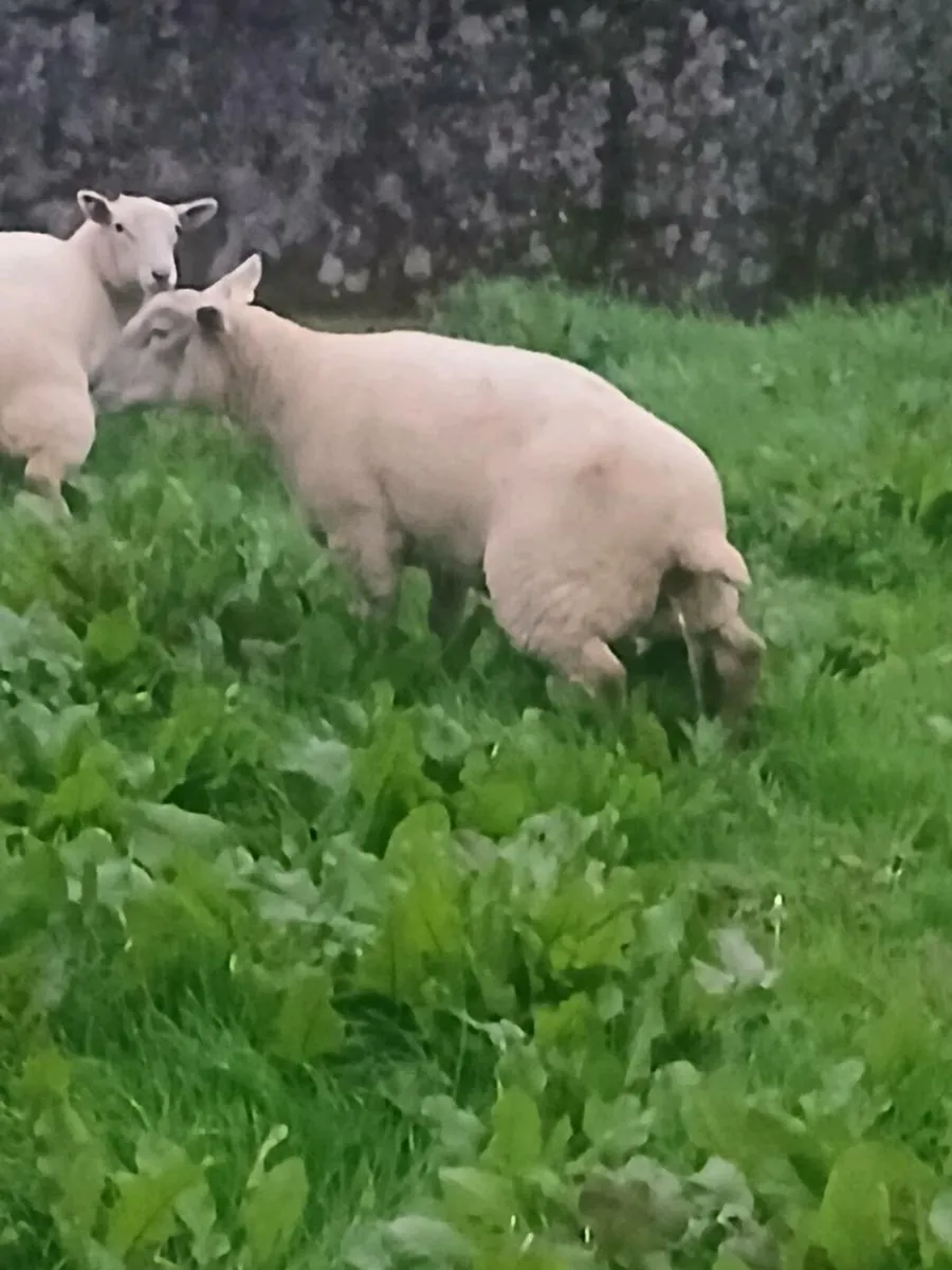 HOGGETS FOR SALE - Image 3