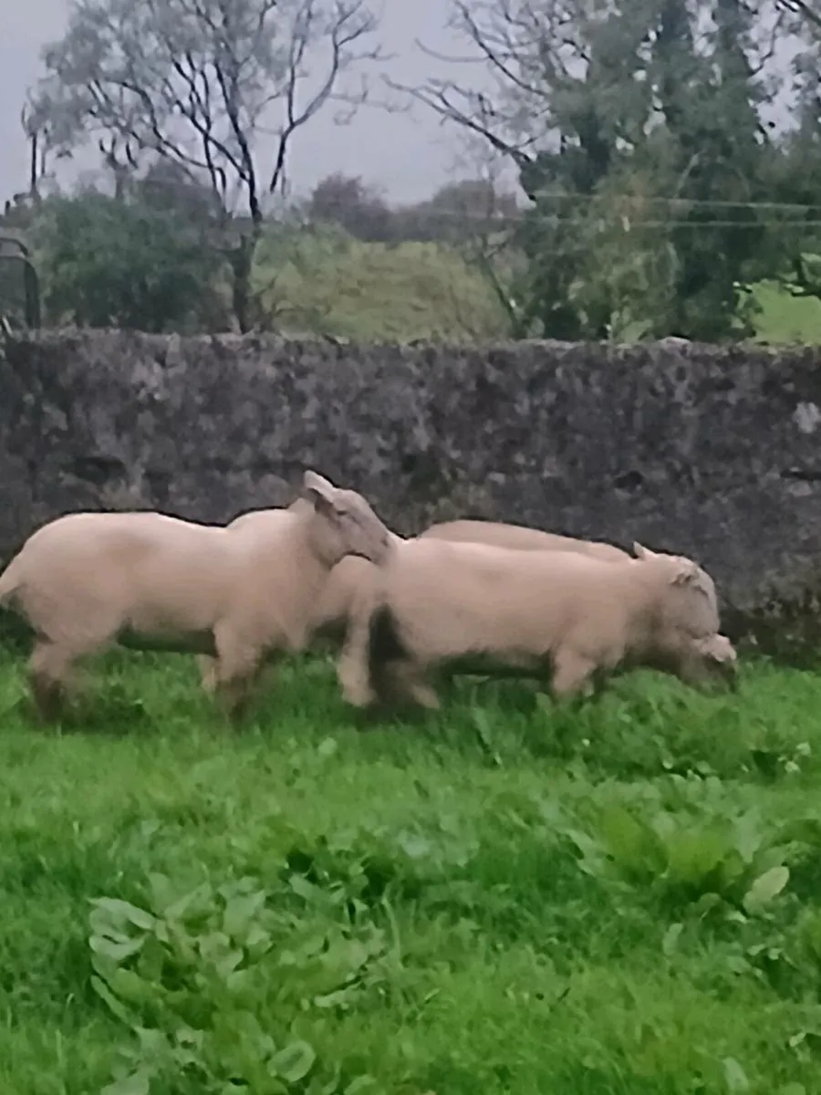 HOGGETS FOR SALE - Image 4