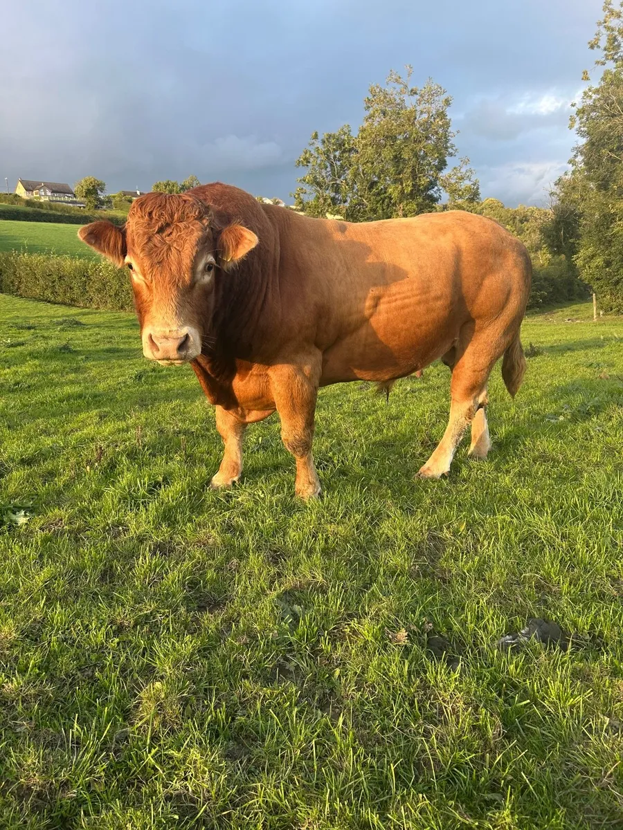 Bull - Image 4
