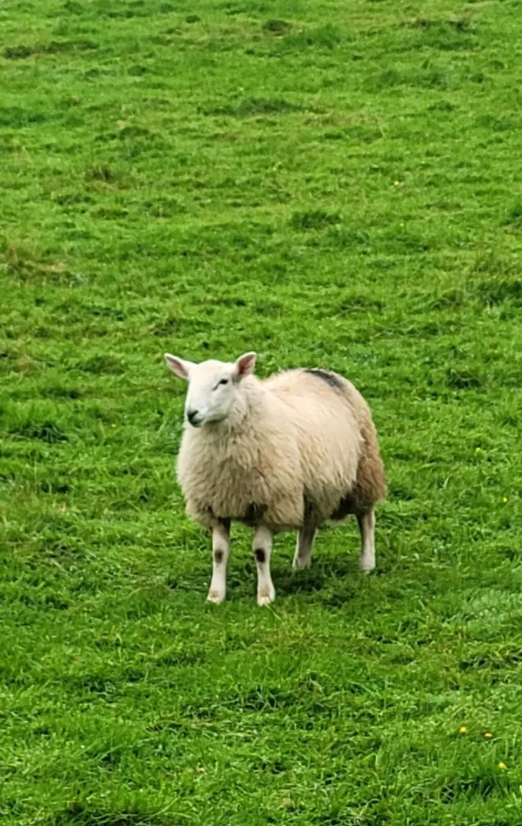 Cheviot Ram Lambs - Image 1
