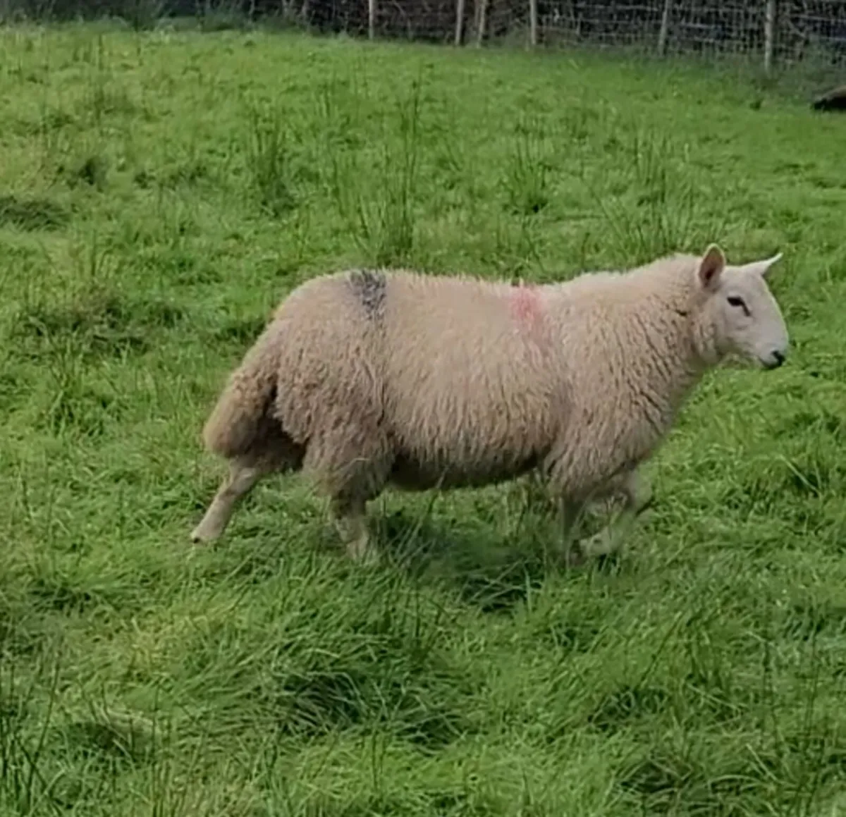 Cheviot Ram Lambs - Image 2