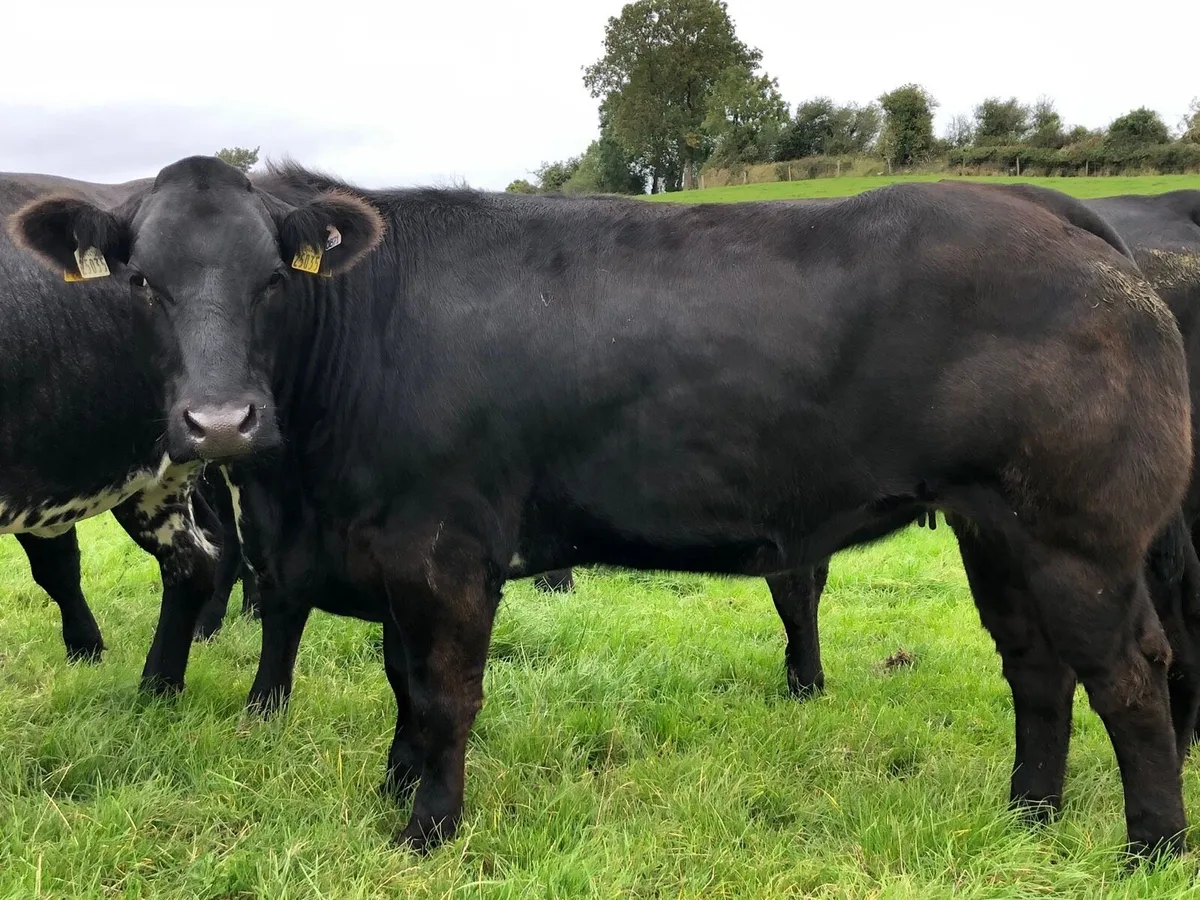 **TOP CLASS BULLERS FOR SALE** - Image 1