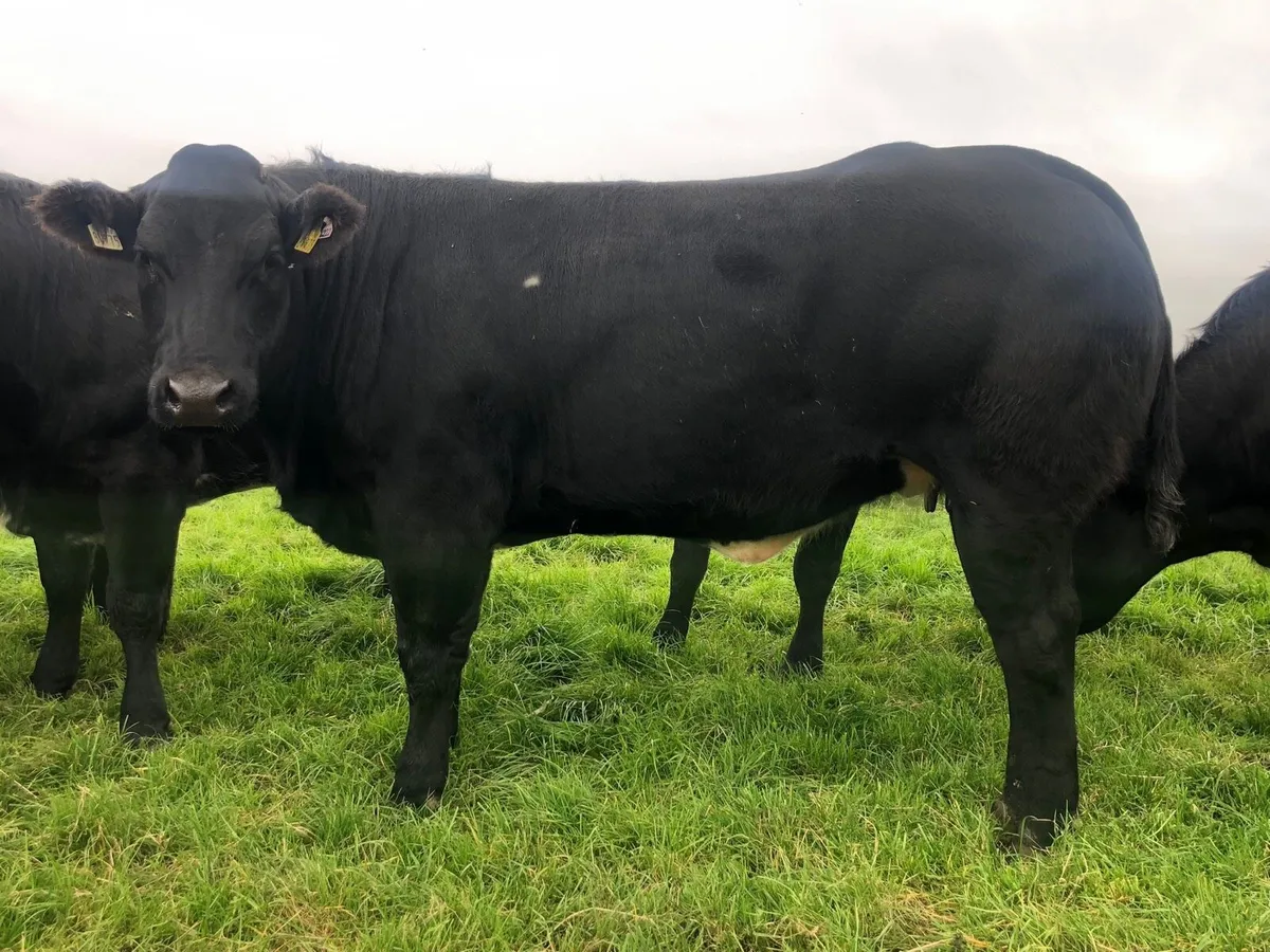 **TOP CLASS BULLERS FOR SALE** - Image 3