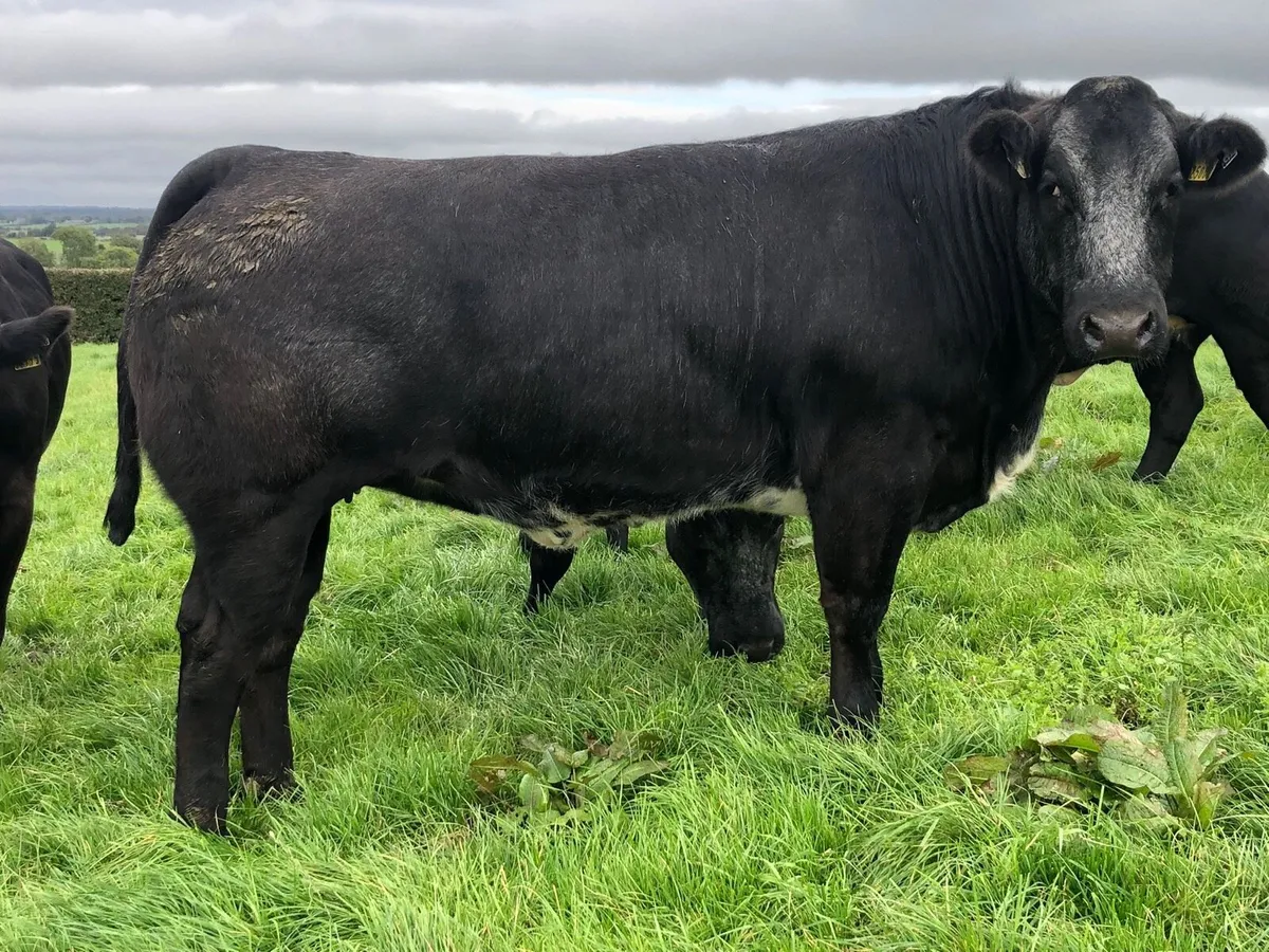 **TOP CLASS BULLERS FOR SALE** - Image 4