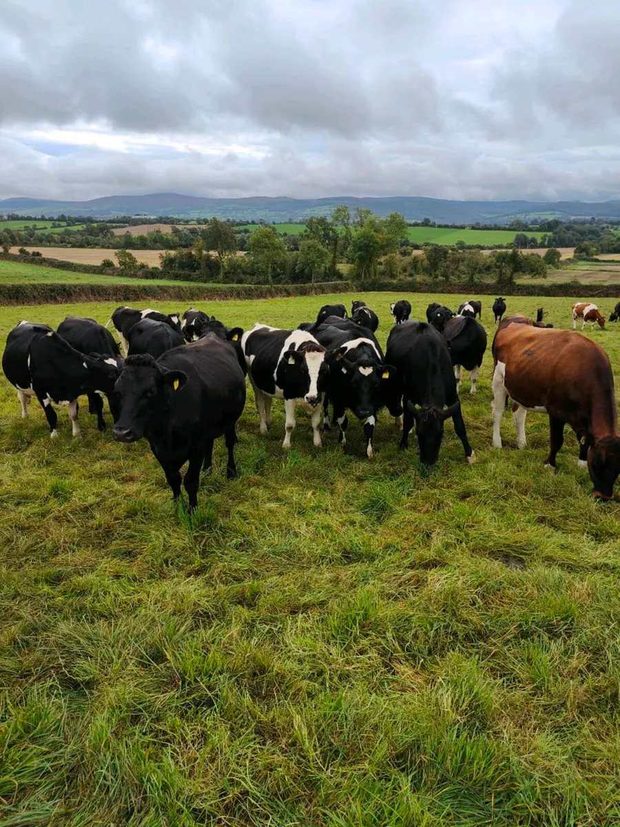 Incalf heifers - Image 1