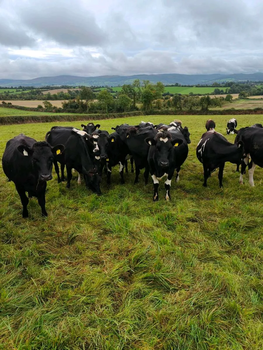 Incalf heifers - Image 2