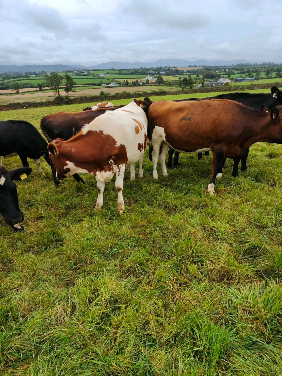Incalf heifers - Image 3
