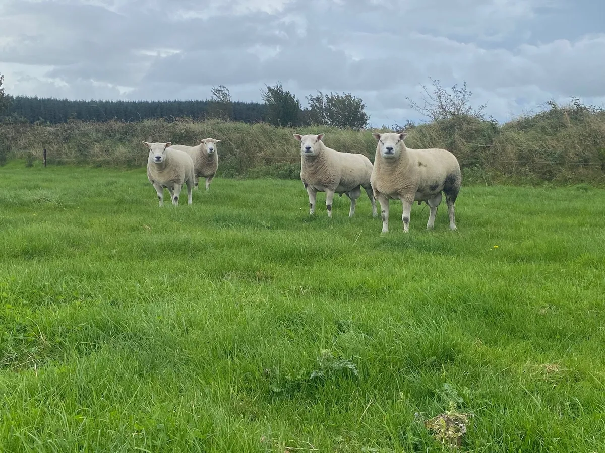 New Zealand Texel Rams - Image 1