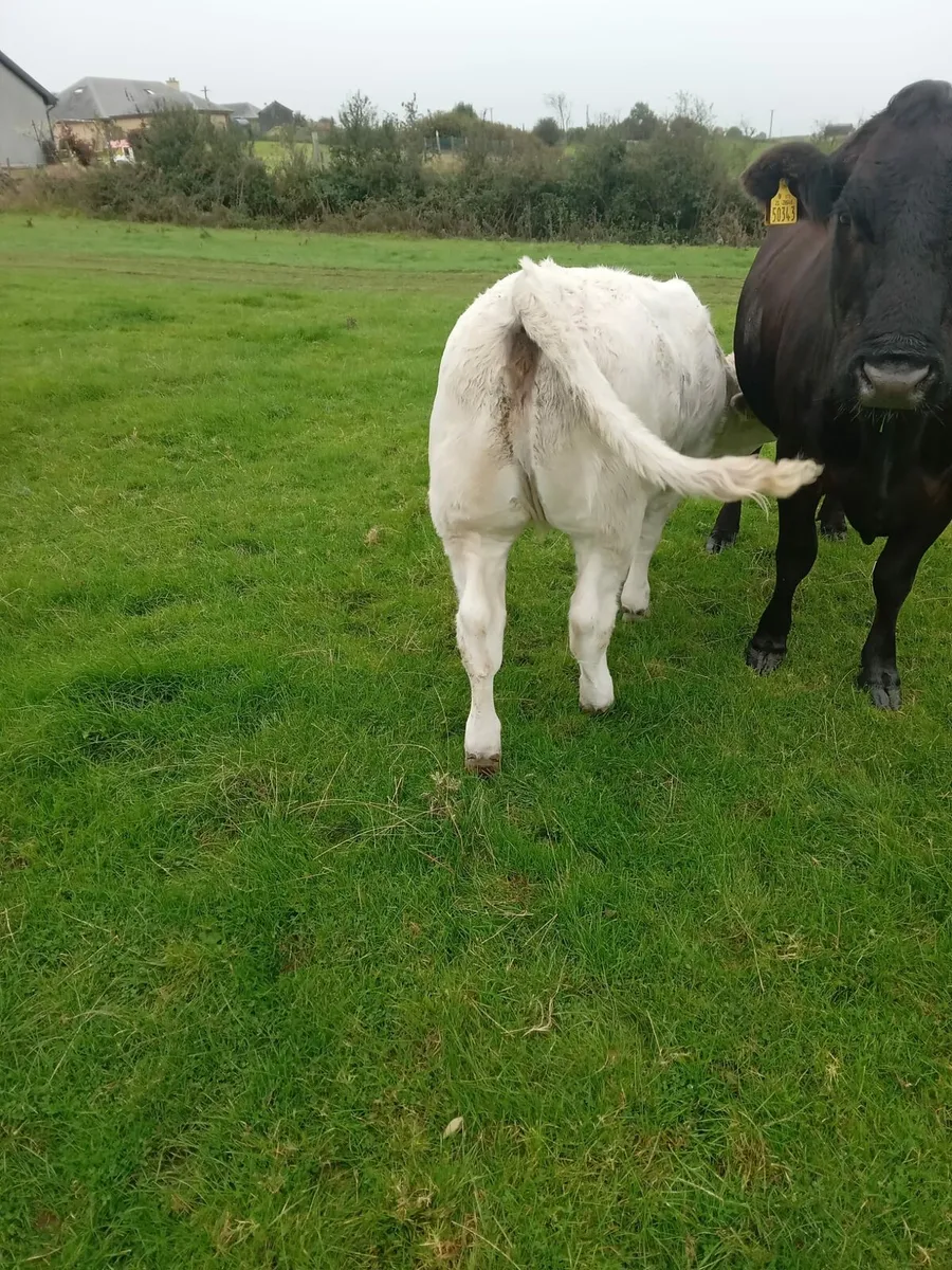 Weanlings - Image 2