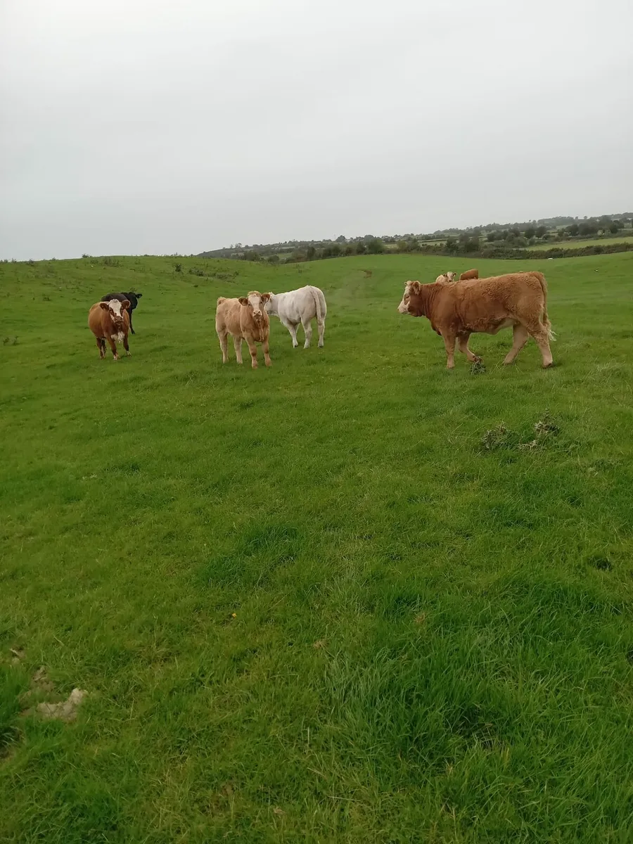 Weanlings - Image 3