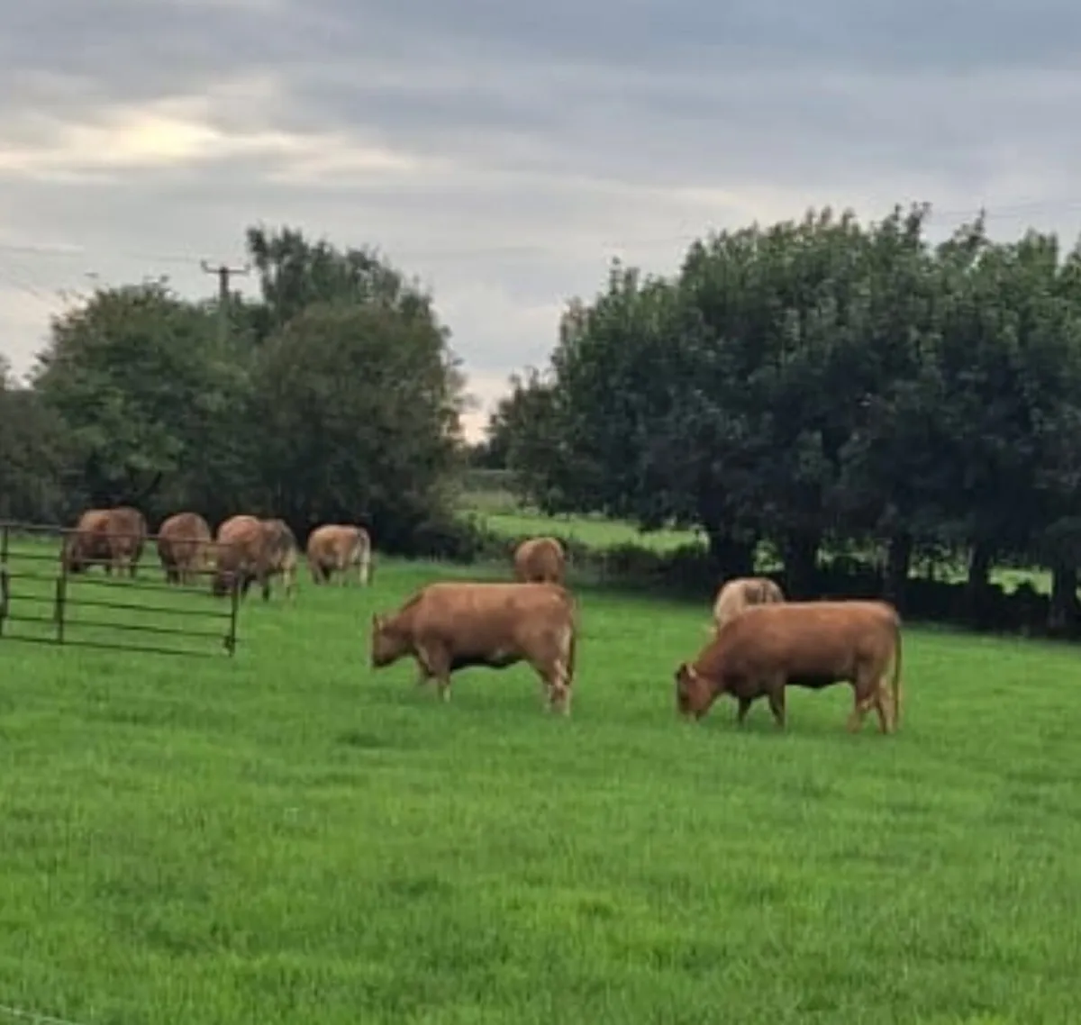In Calf Heifers - Image 1