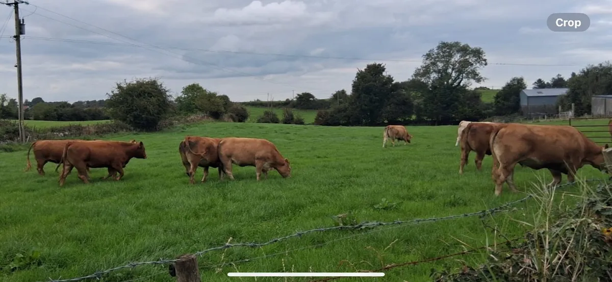 In Calf Heifers - Image 2