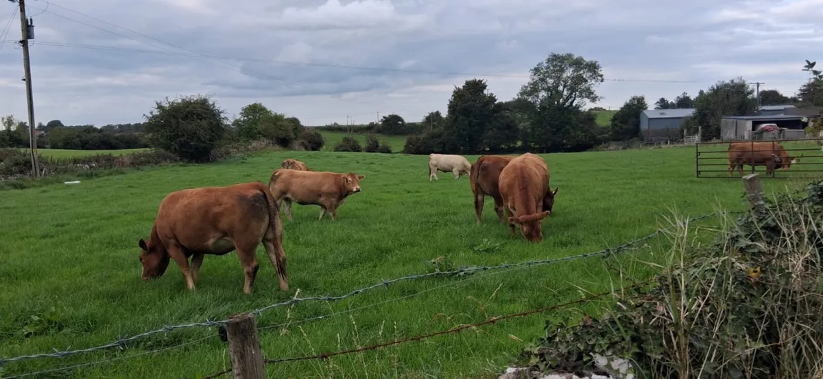 In Calf Heifers - Image 3