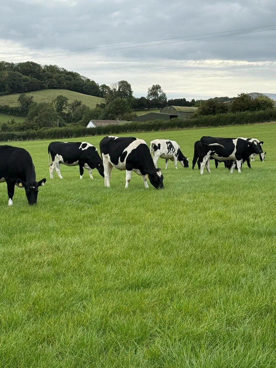 Incalf Heifers - Image 2