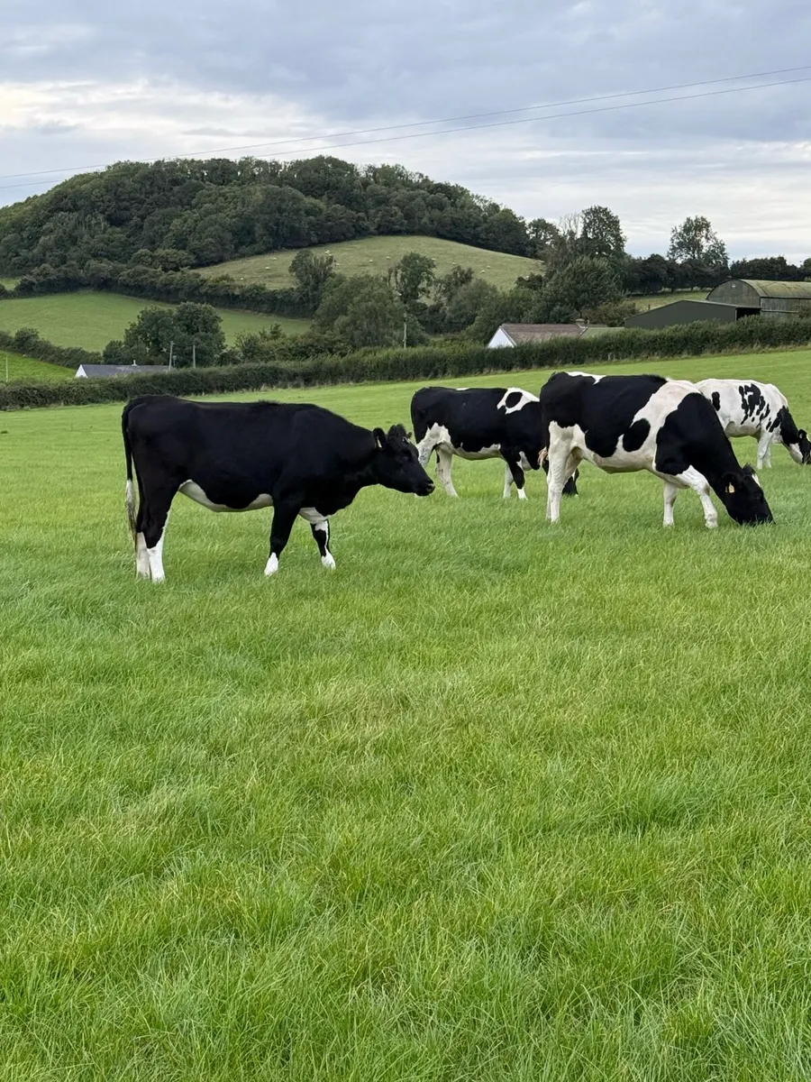 Incalf Heifers - Image 3