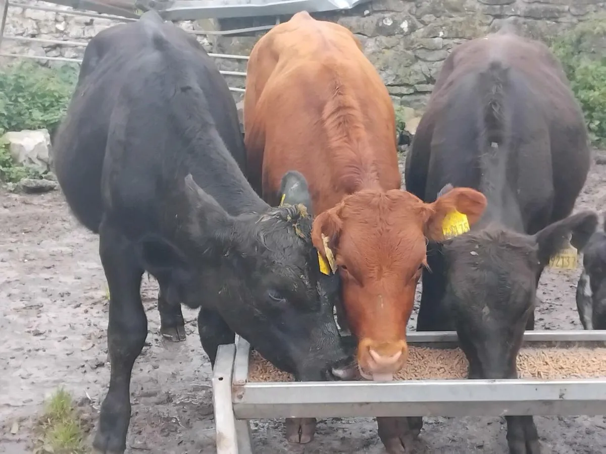3 Angus Bull Runners - Image 2