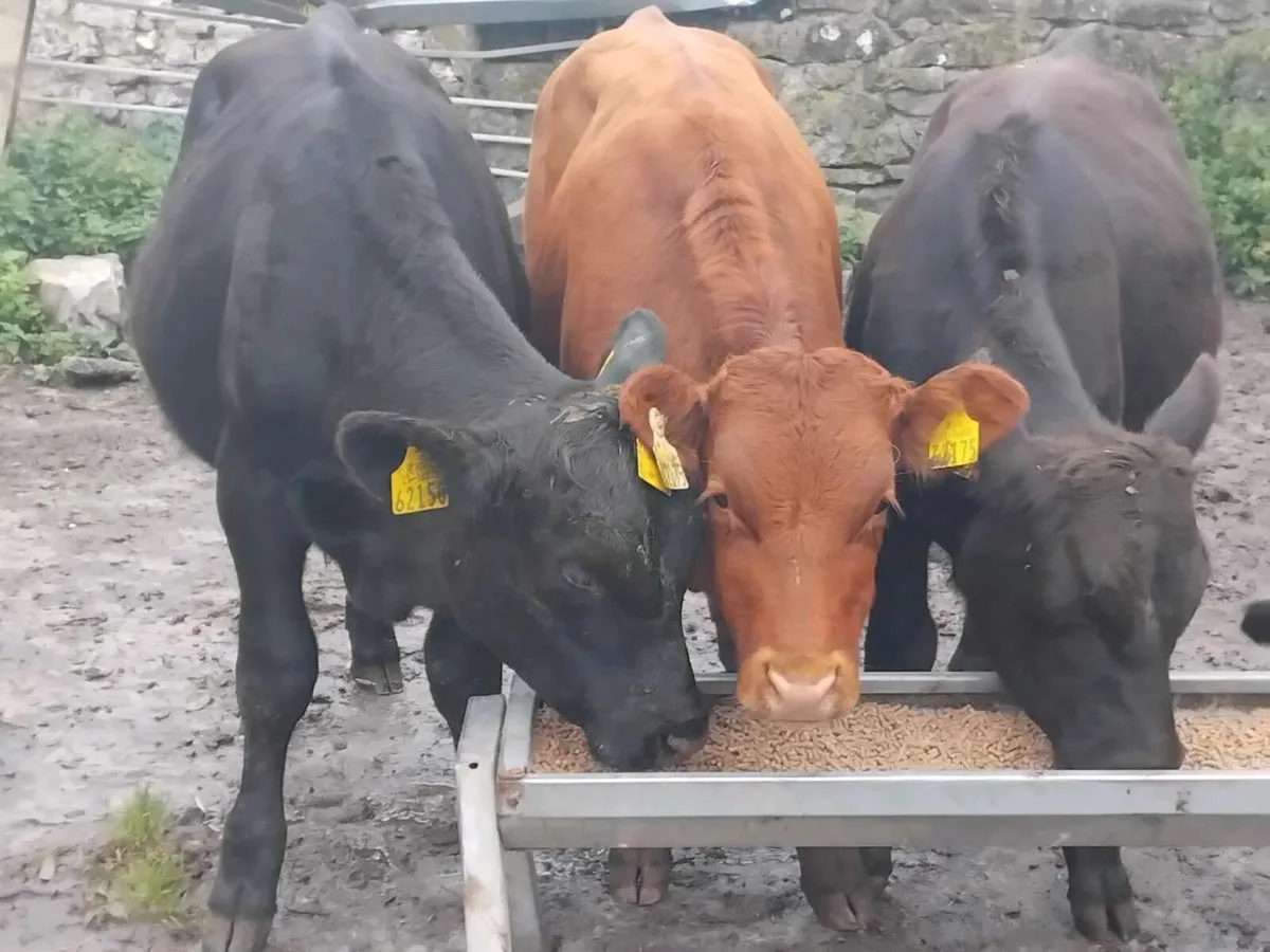 3 Angus Bull Runners - Image 1