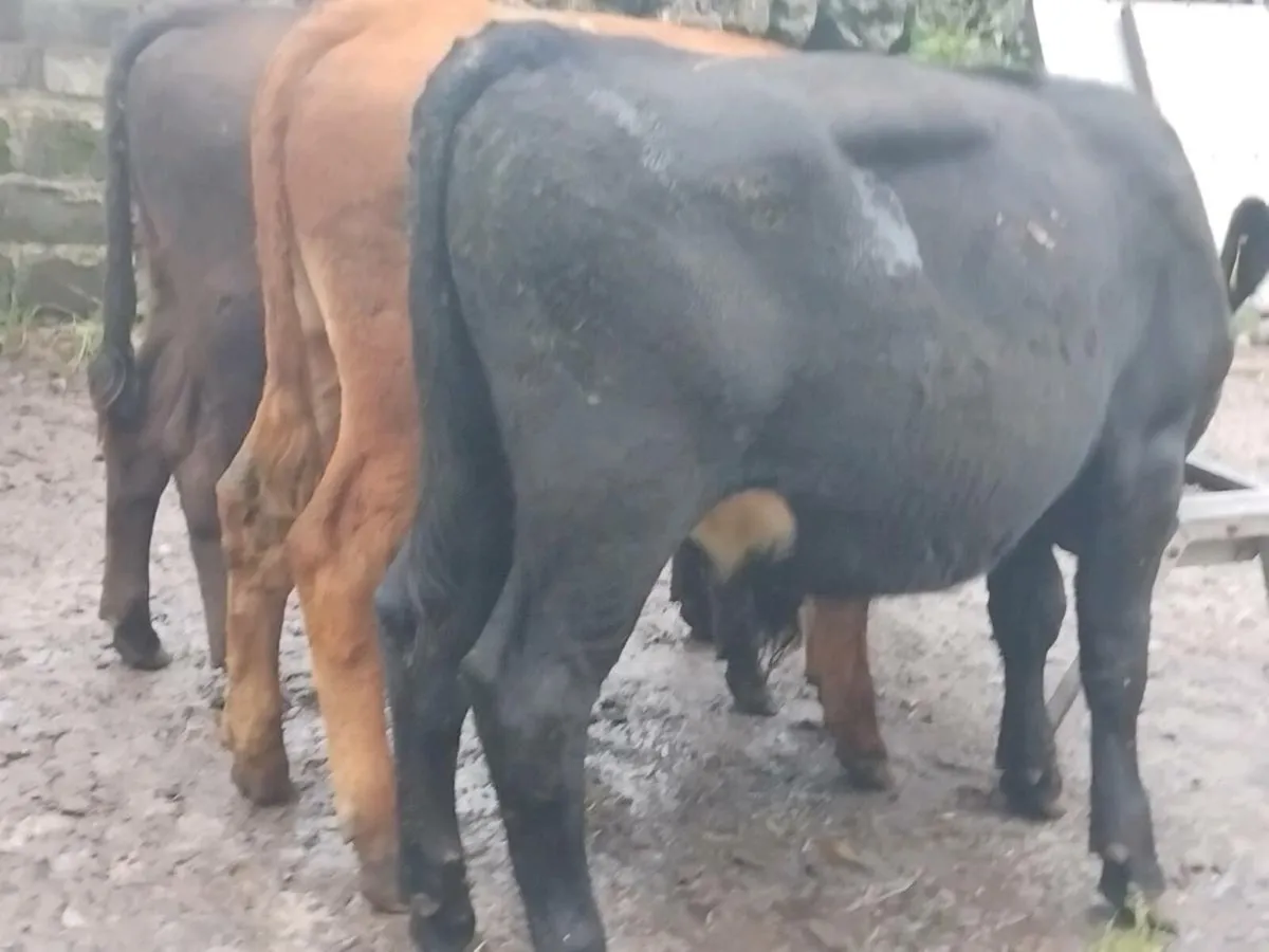 3 Angus Bull Runners - Image 3