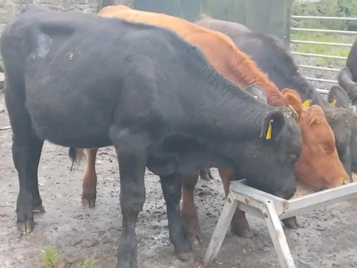 3 Angus Bull Runners - Image 4