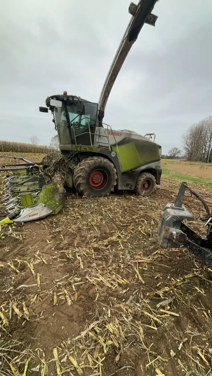 Maize harvesting - Image 1