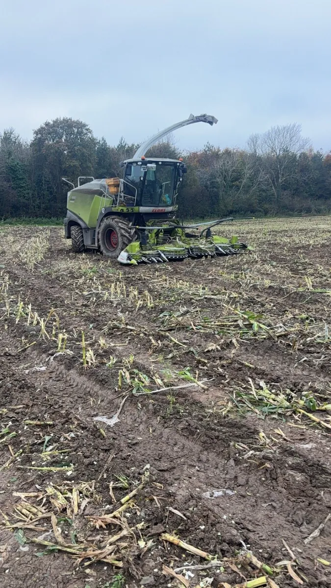 Maize harvesting - Image 2