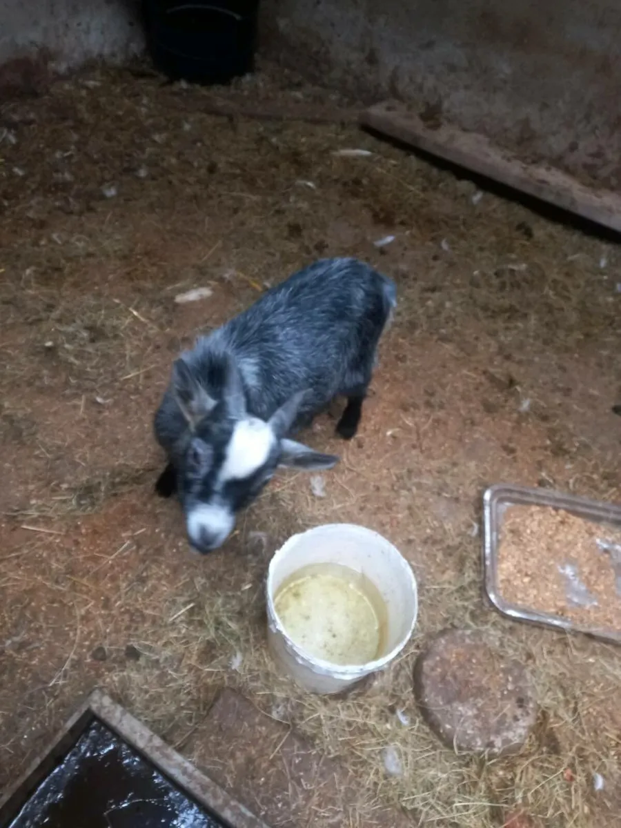Pygmy goat - Image 1
