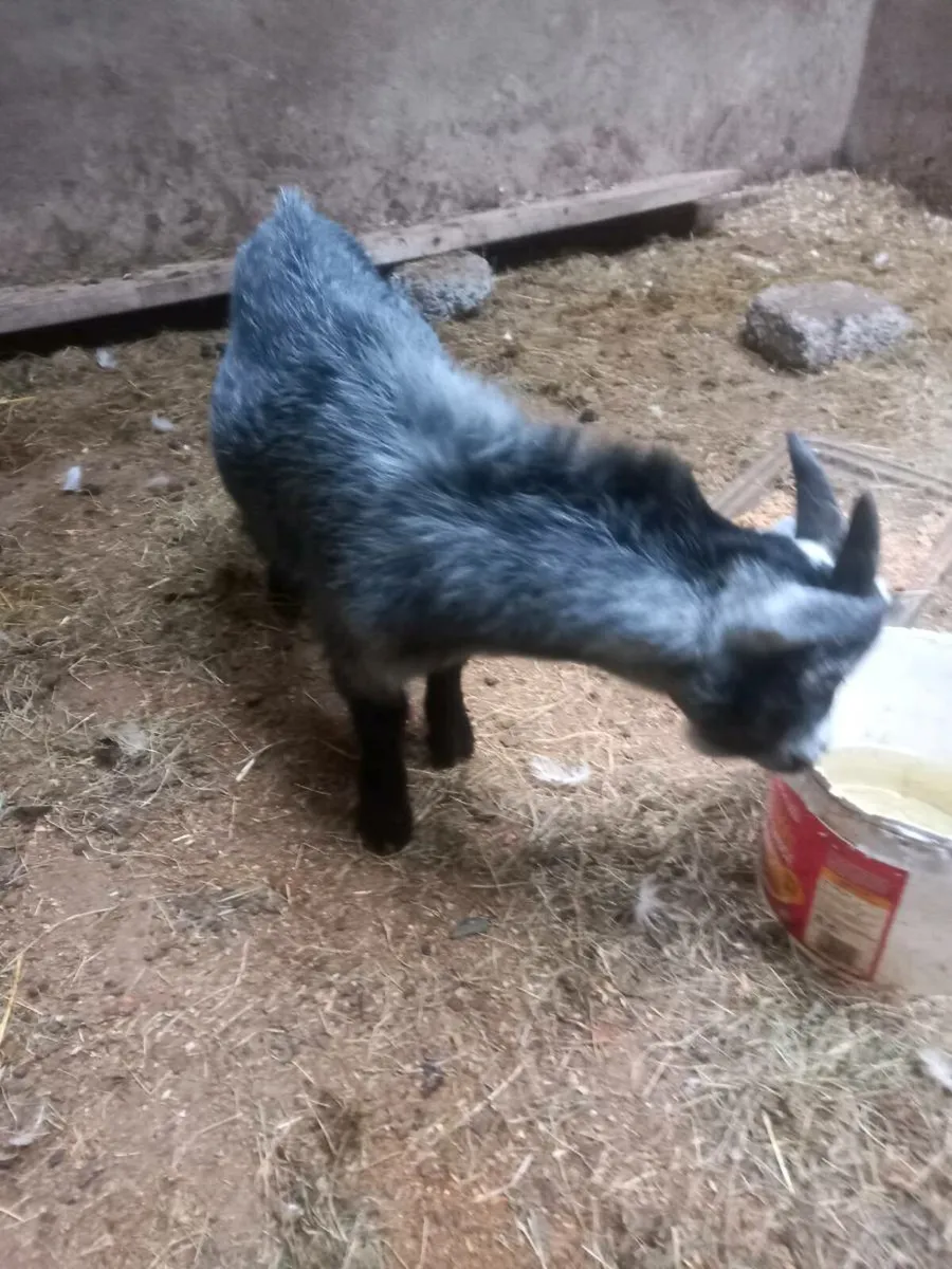 Pygmy goat - Image 3