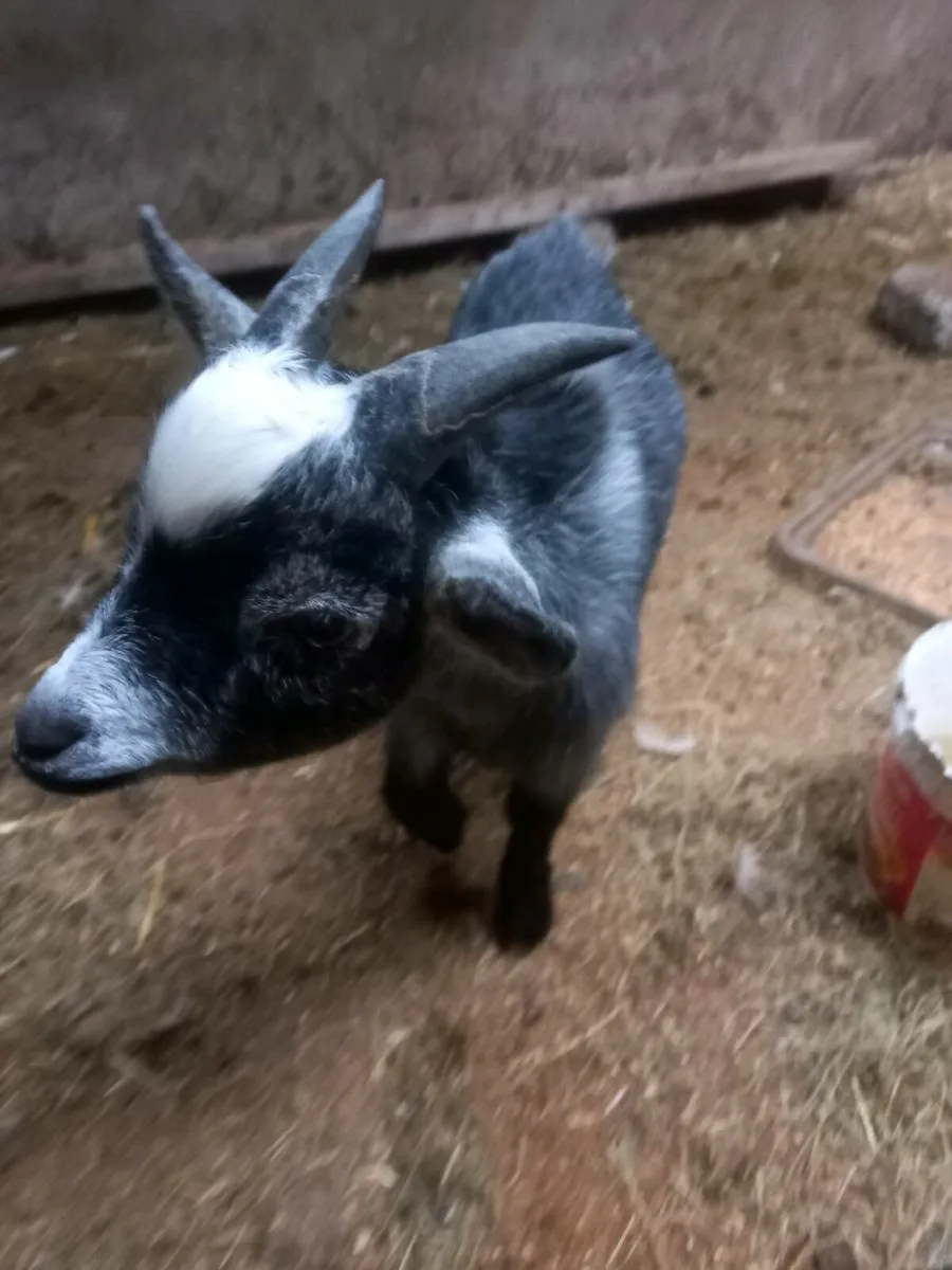 Pygmy goat - Image 4