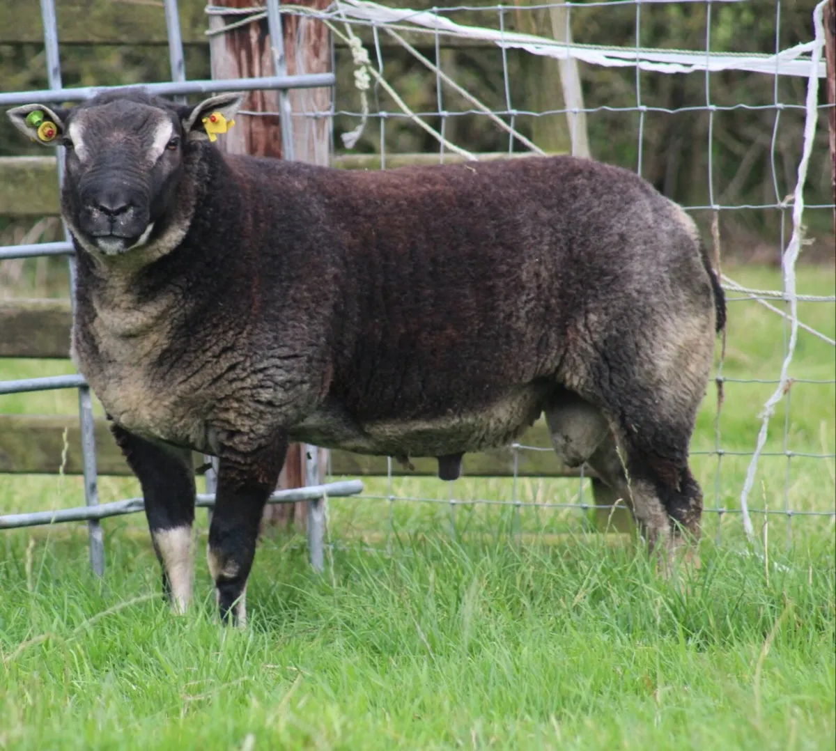 *** DASSENKOP RAM *** - Image 1