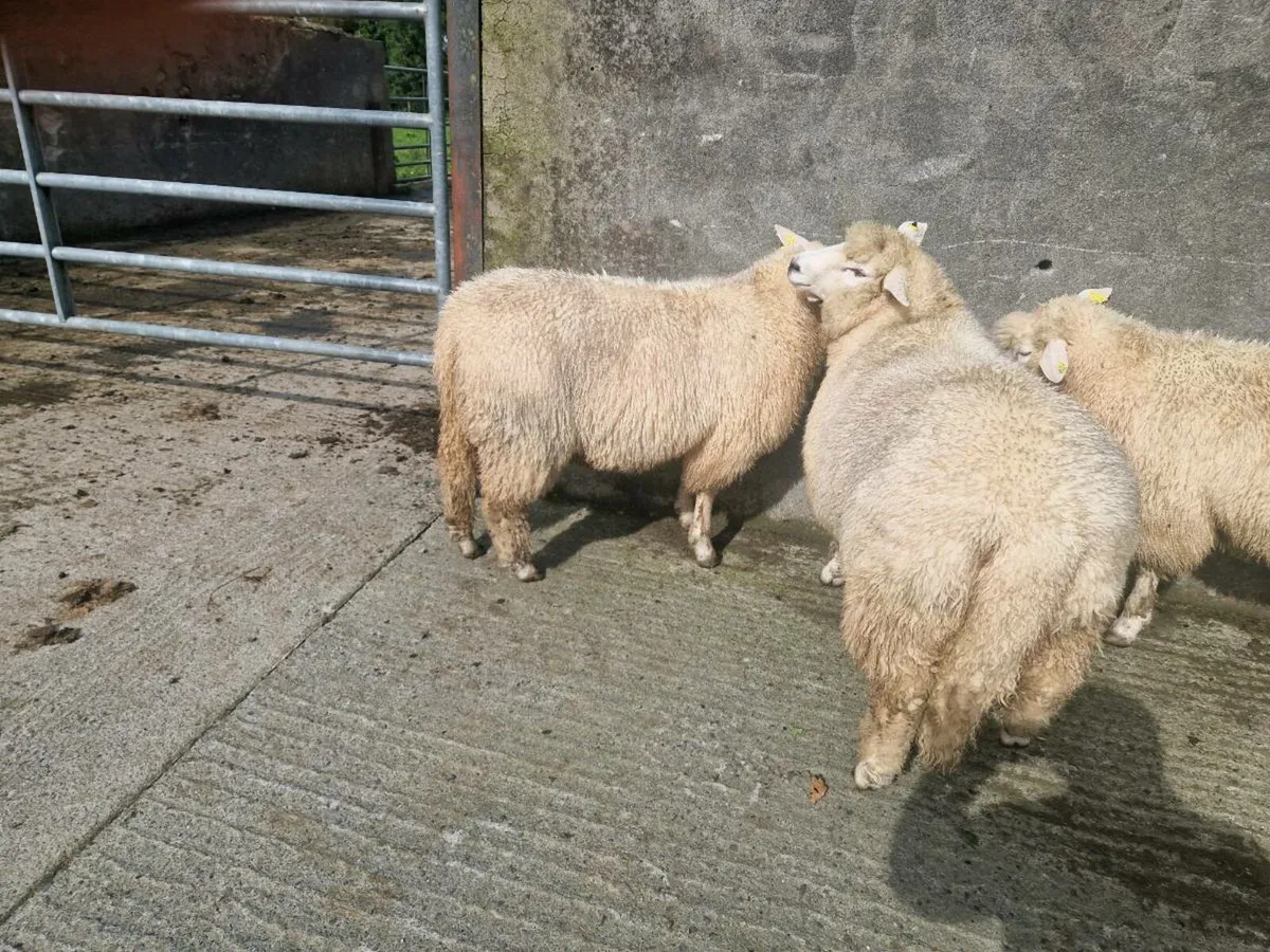 Pedigree Galway Ram lambs - Image 1