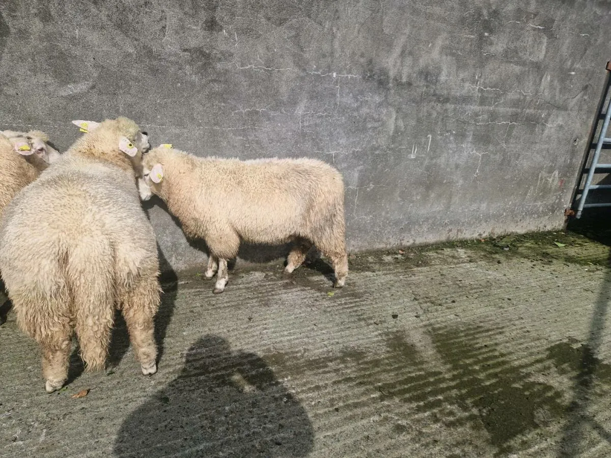 Pedigree Galway Ram lambs - Image 2