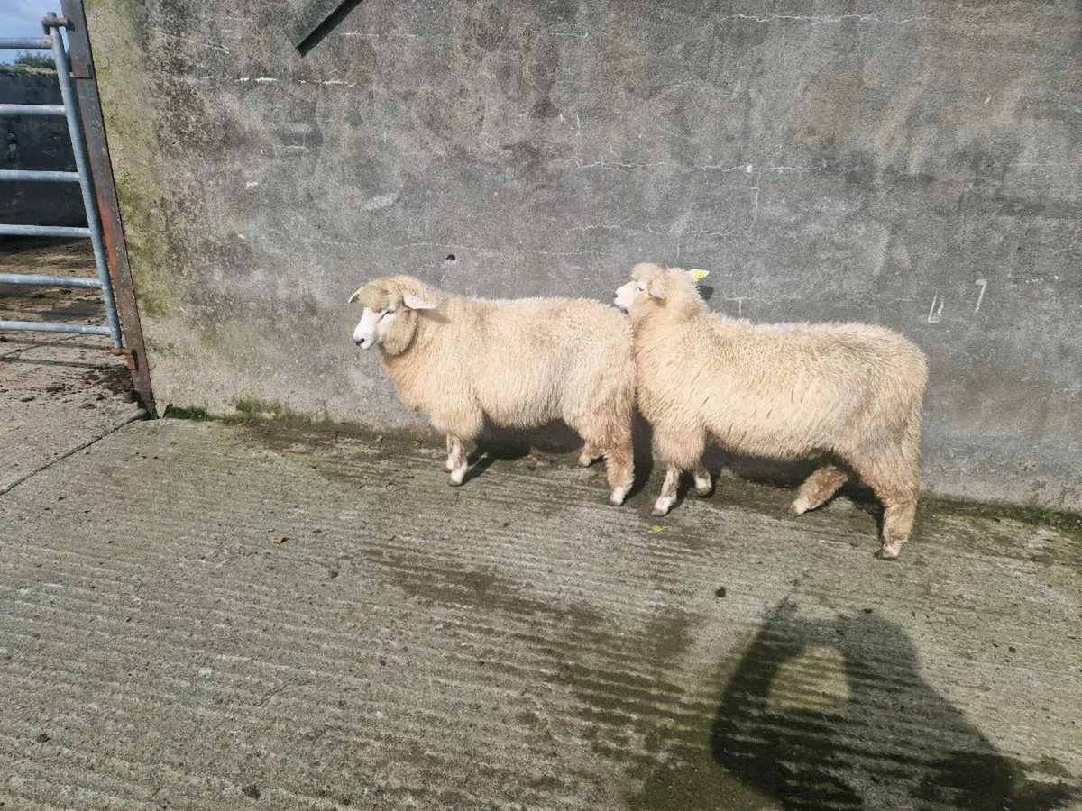 Pedigree Galway Ram lambs - Image 3