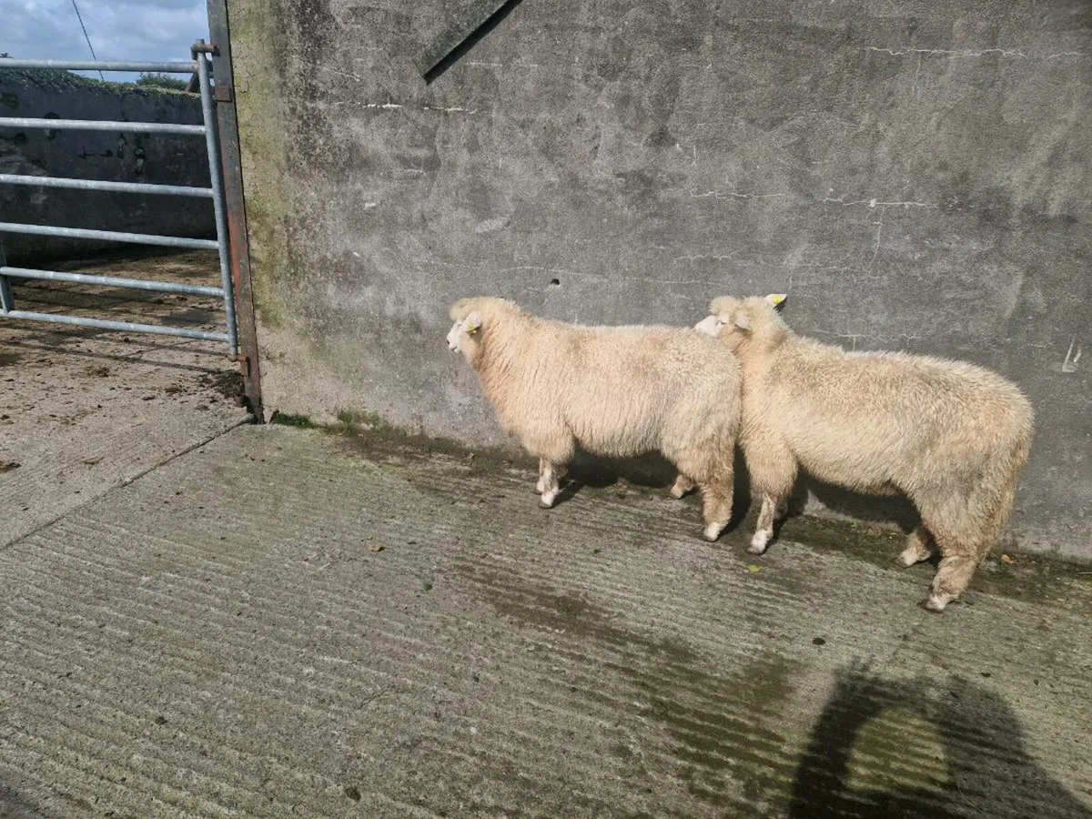 Pedigree Galway Ram lambs - Image 4