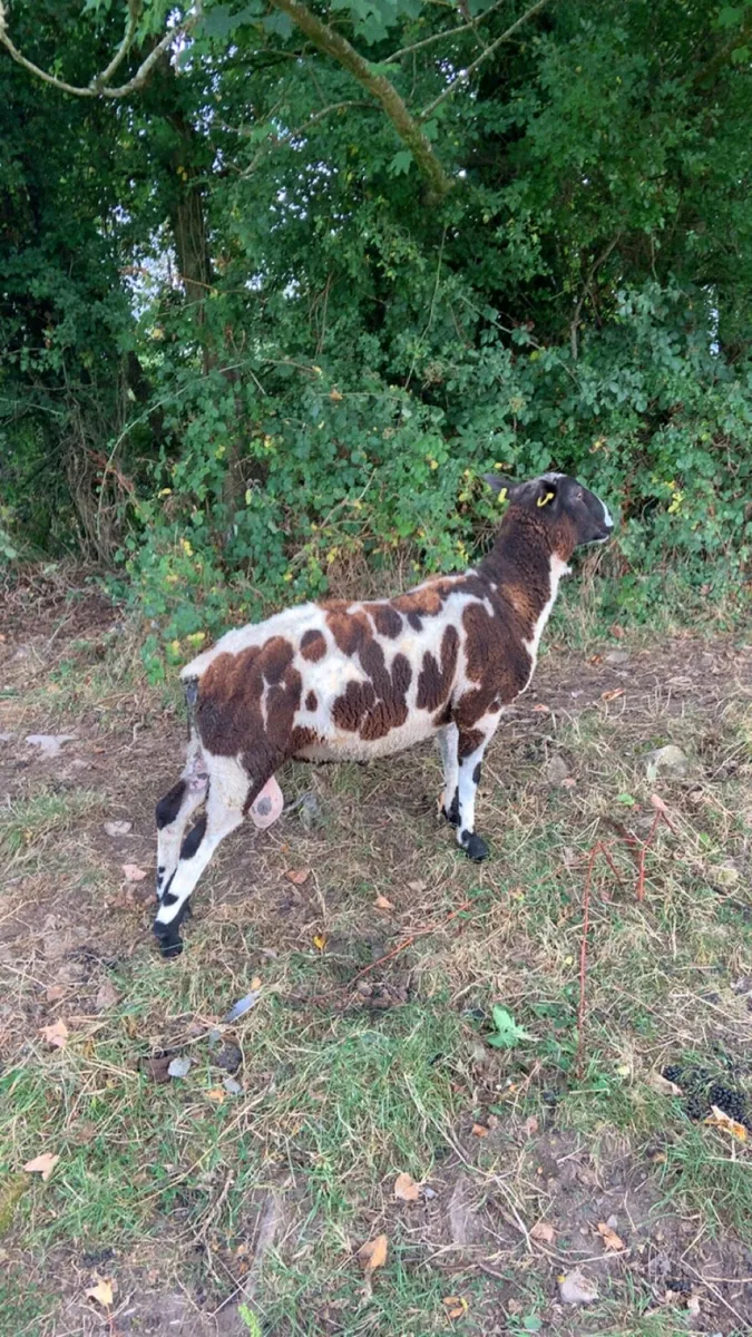 Spotted hogget ram