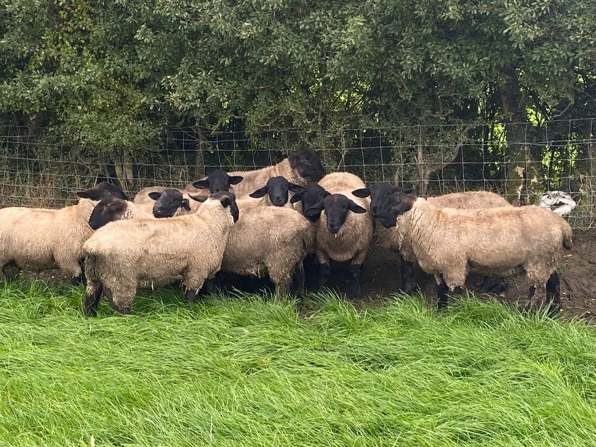 Pbnr Suffolk ram lambs - Image 3