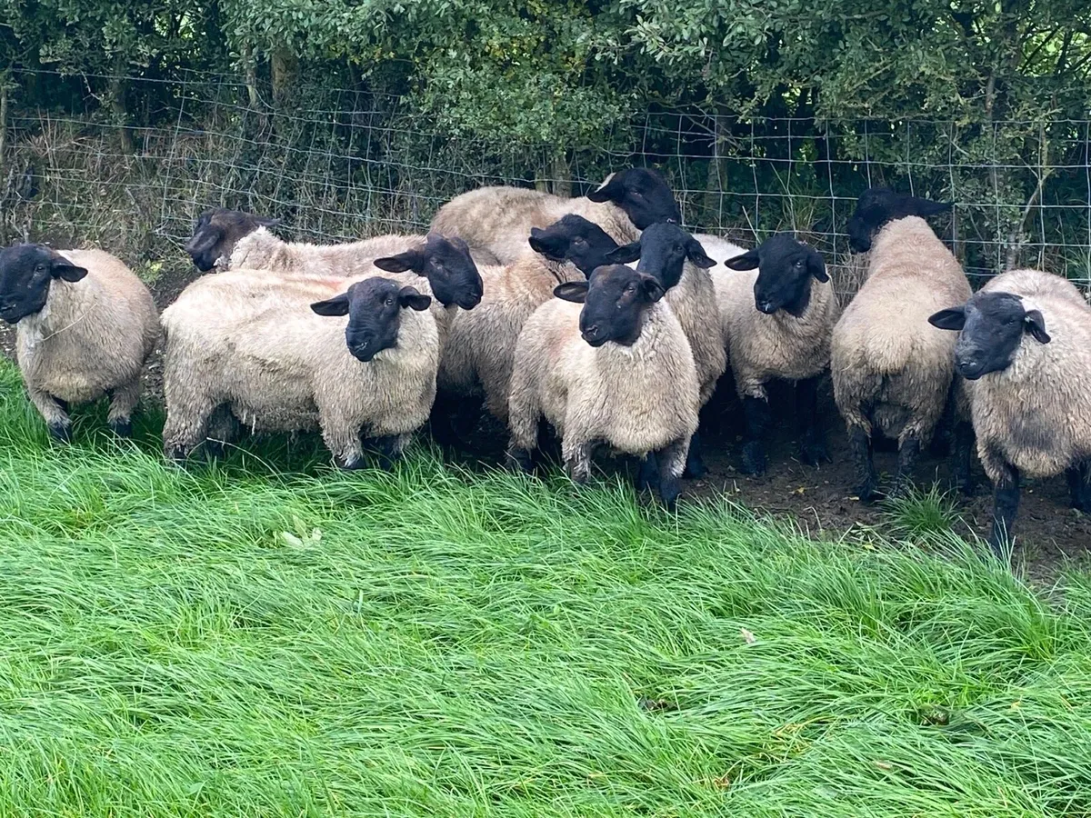 Pbnr Suffolk ram lambs - Image 2