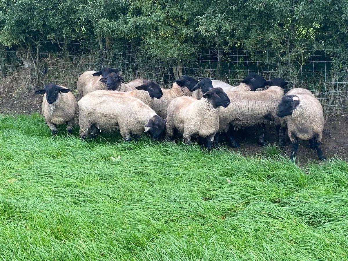 Pbnr Suffolk ram lambs - Image 4