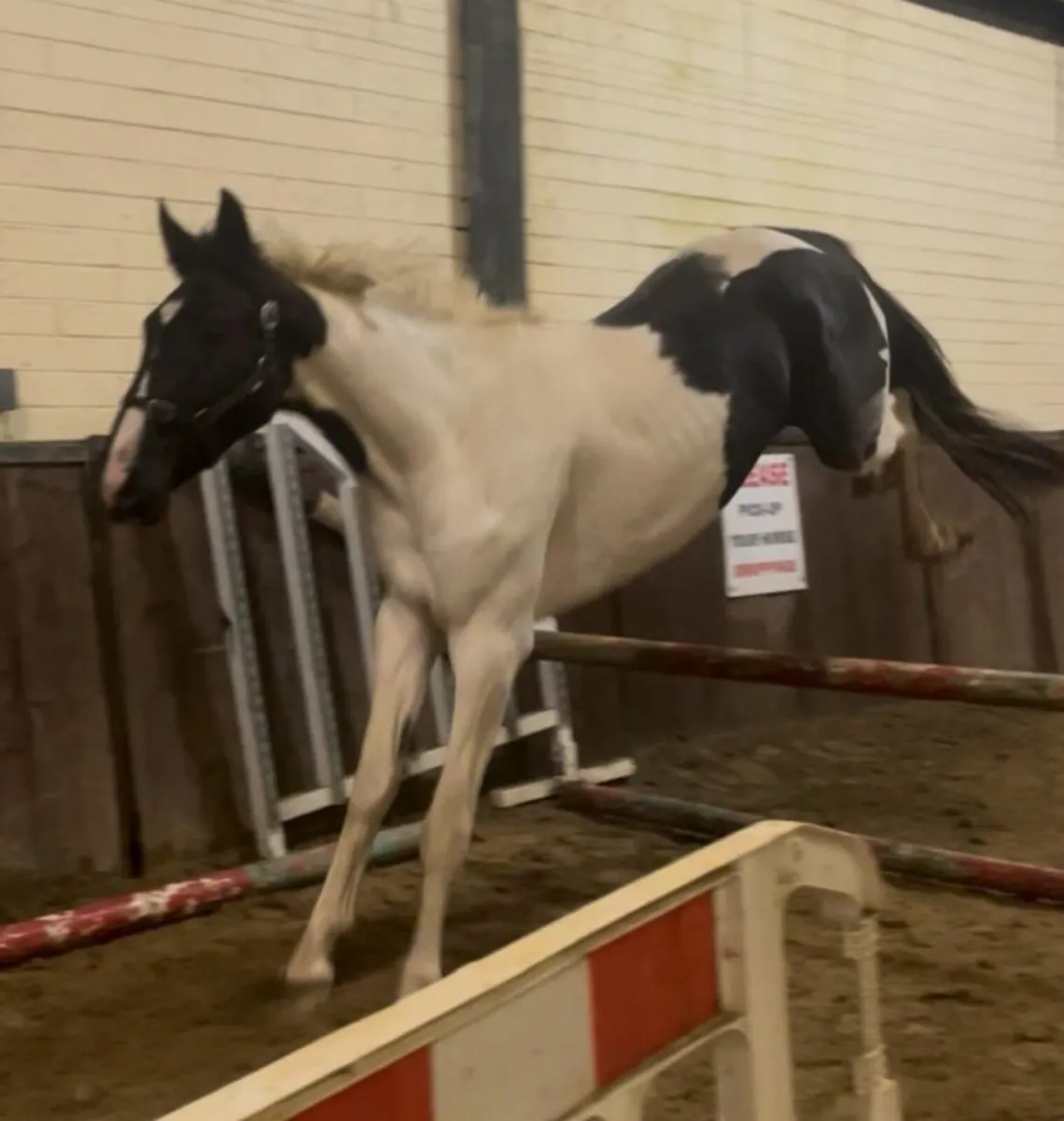 Gelding - Image 4