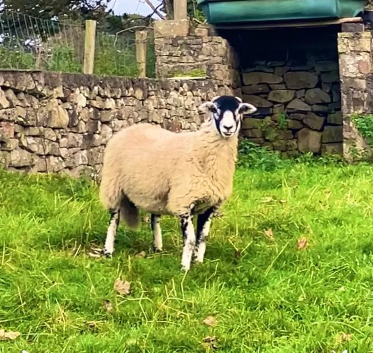Swaledale - Image 1