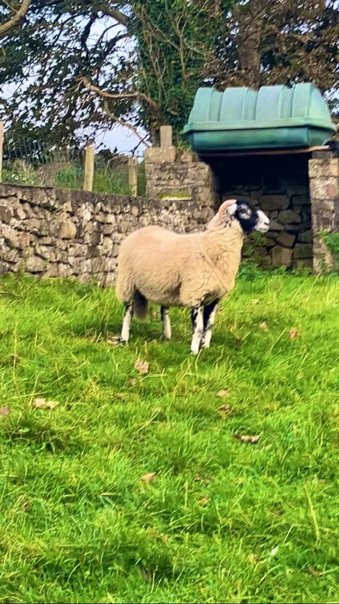 Swaledale - Image 2