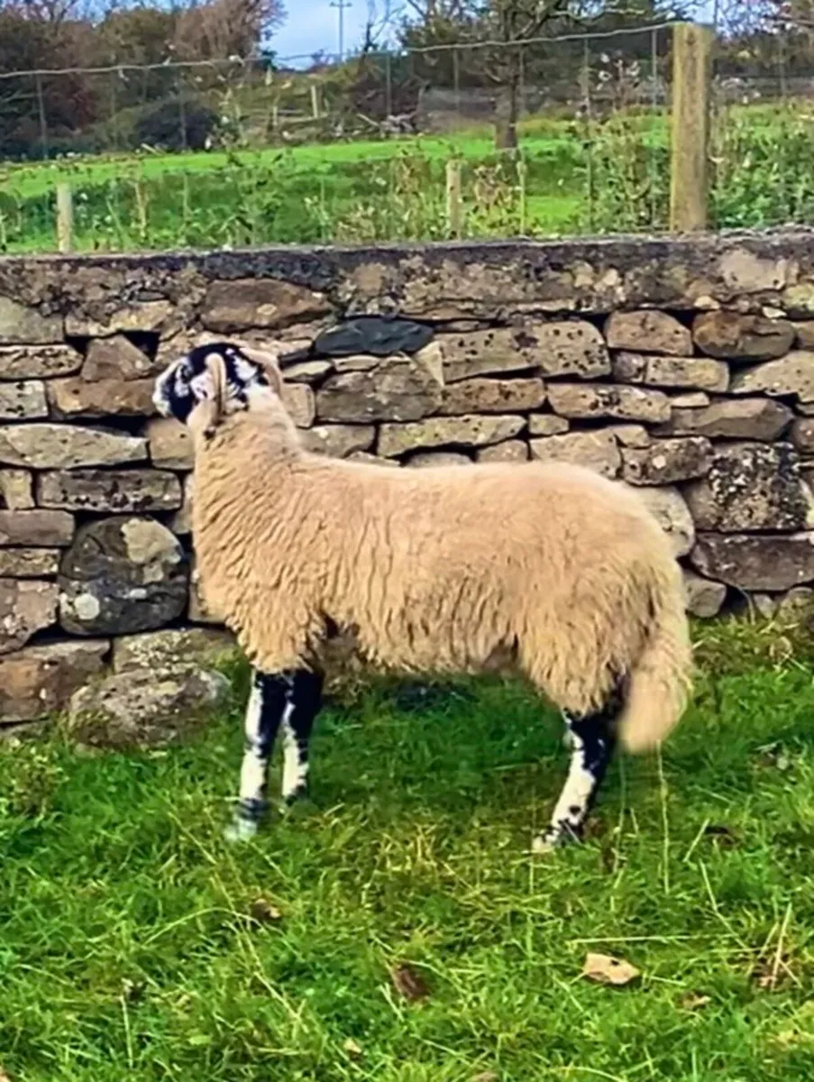 Swaledale - Image 3