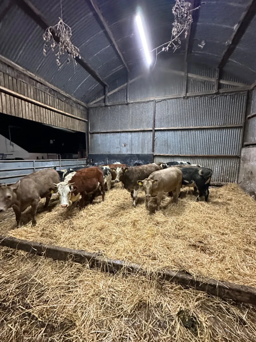 Heifers - Image 1