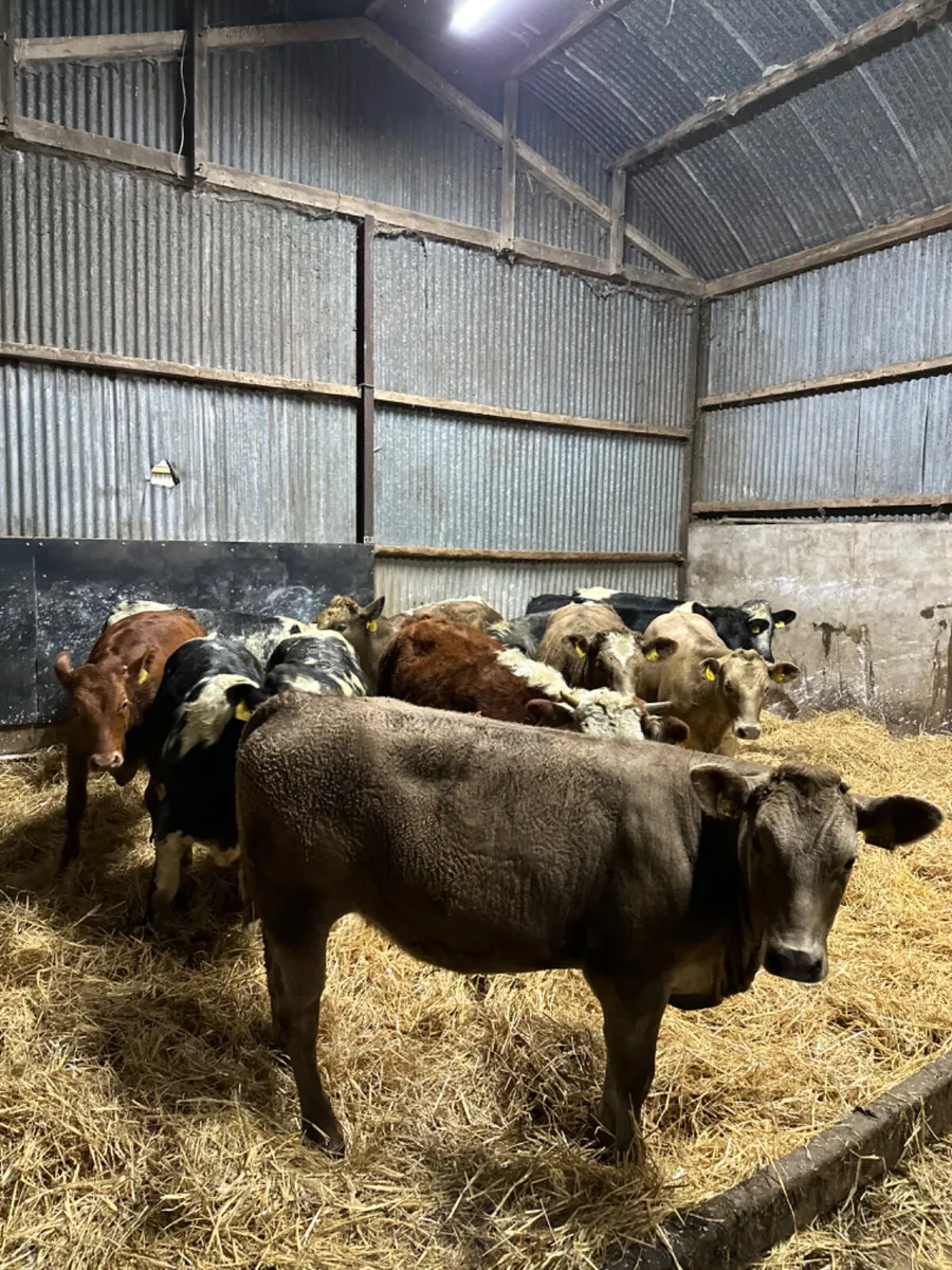 Heifers - Image 2
