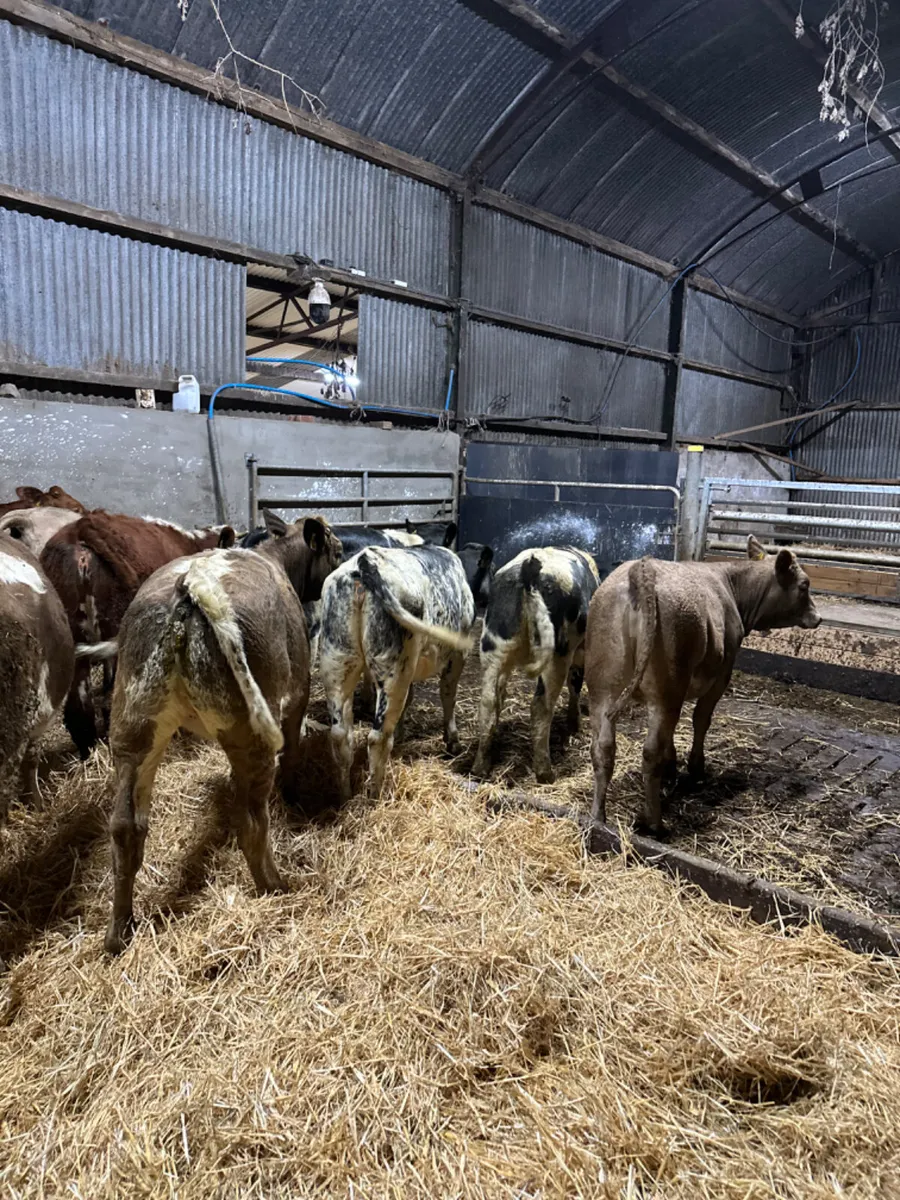 Heifers - Image 4