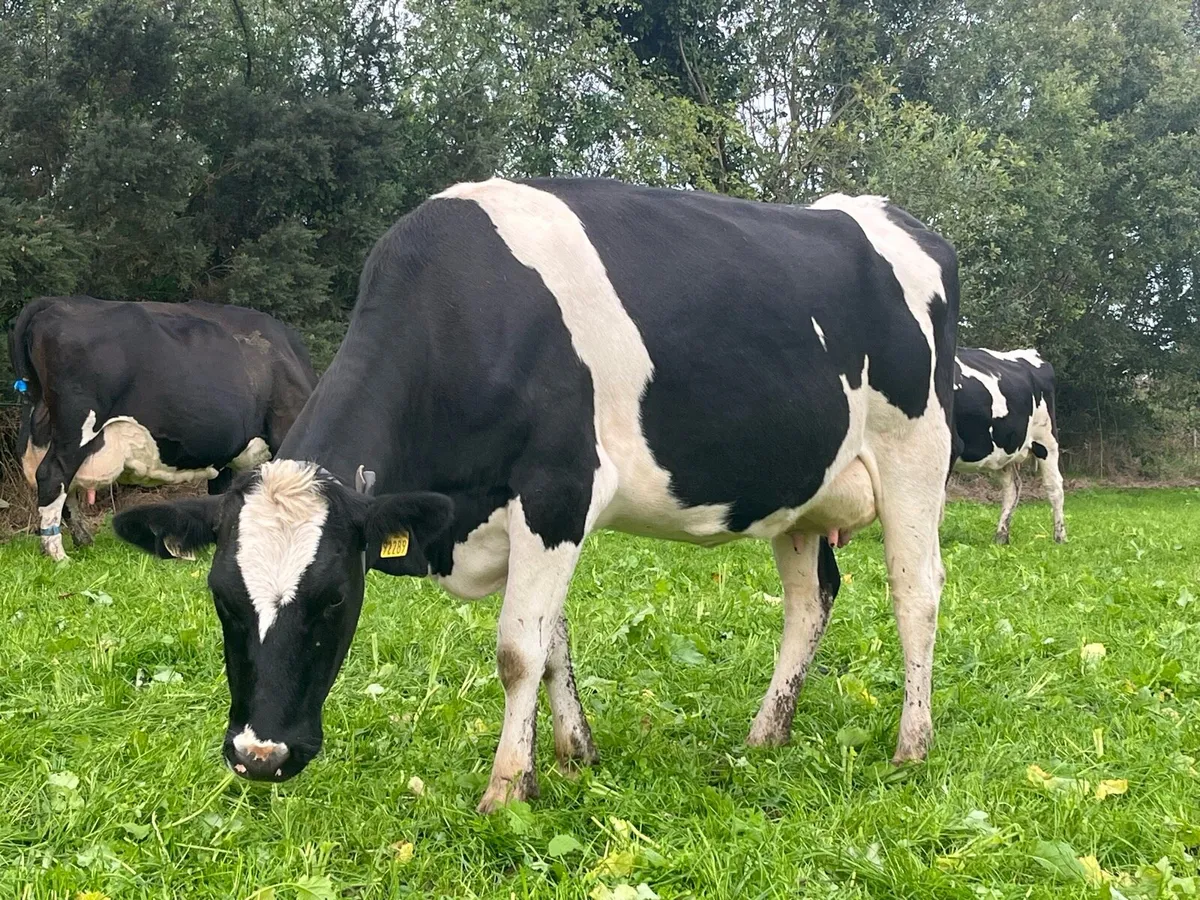 Empty young cows - Image 1