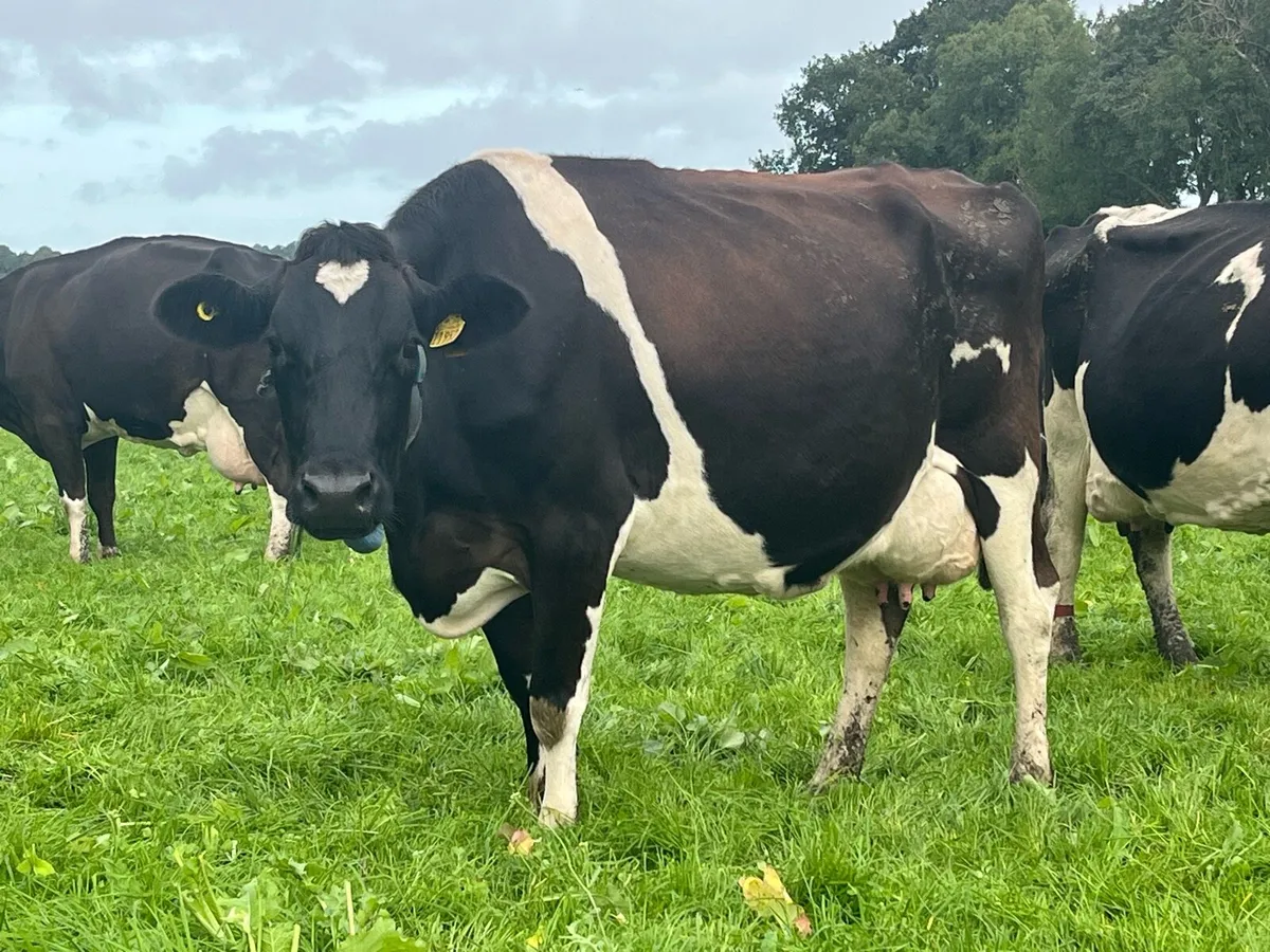 Empty young cows - Image 2