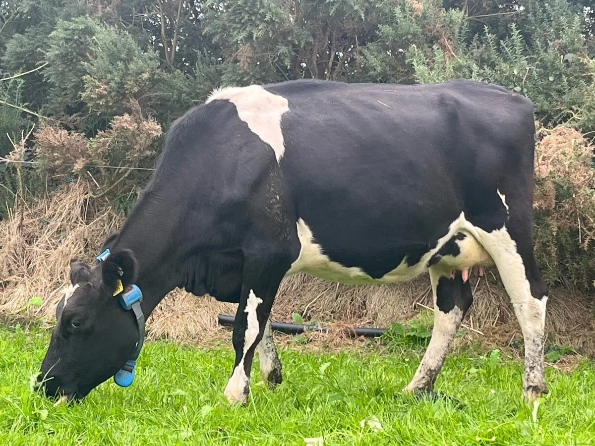 Empty young cows - Image 3